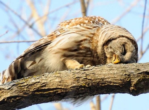 Sleepy owl image
